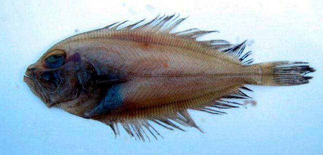 Lepidorhombus boscii_06